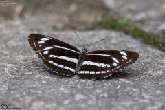 Neptis philyra