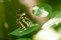 Neptis Pryeri