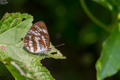 Neptis Pryeri