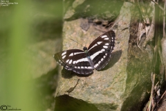Neptis soma