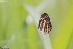 Neptis soma