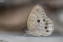 Ninguta schrenkii