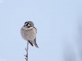 Northern Hawk Owl