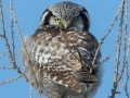 Northern Hawk Owl