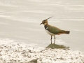 Northern Lapwing