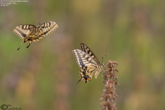 Old World Swallowtail