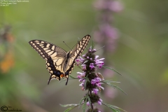 Papilio machon