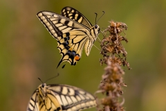 Old World Swallowtail