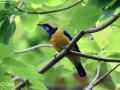 Orange-bellied Leafbird