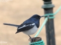 Oriental Magpie-Robin