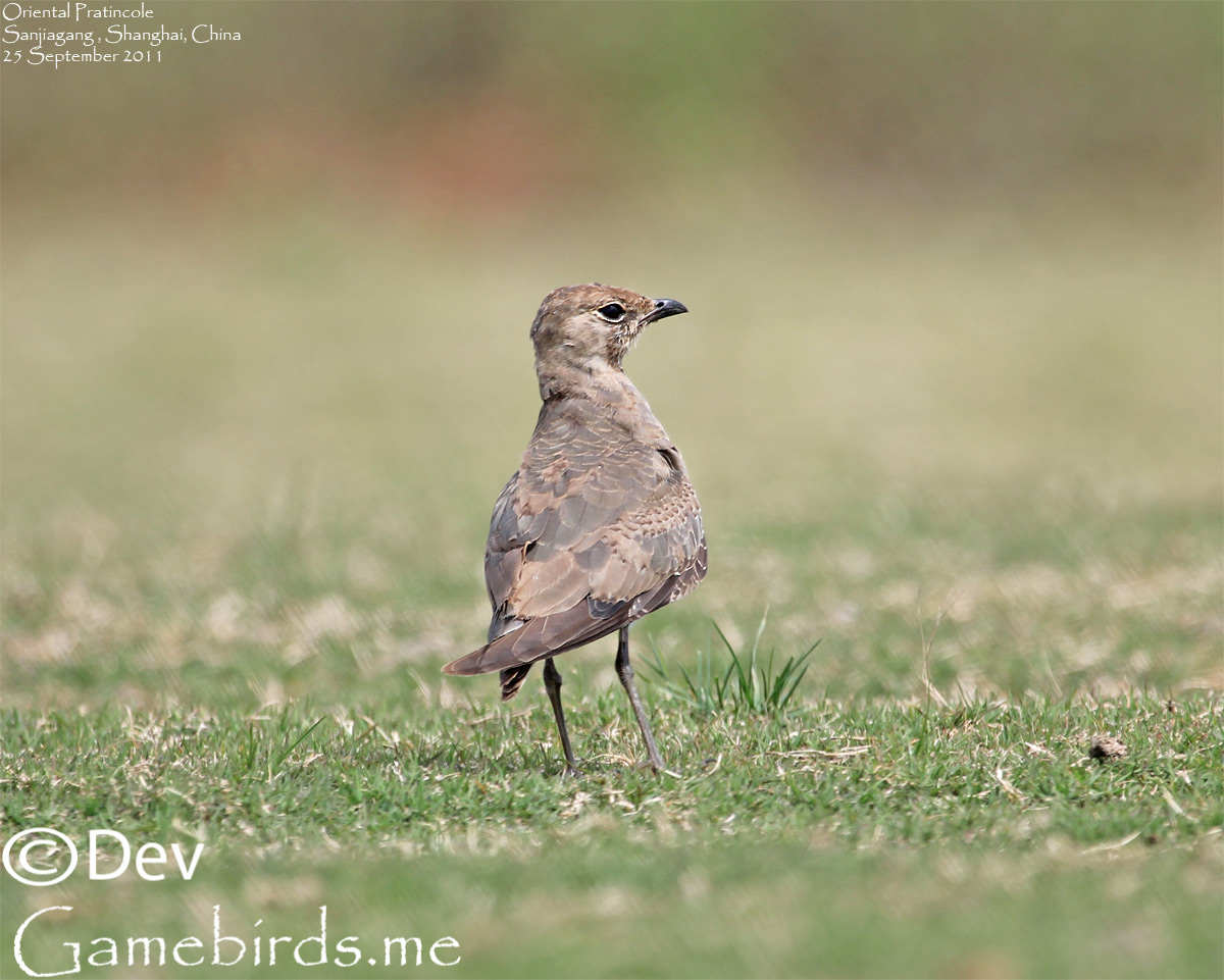 Oriental Pratincole