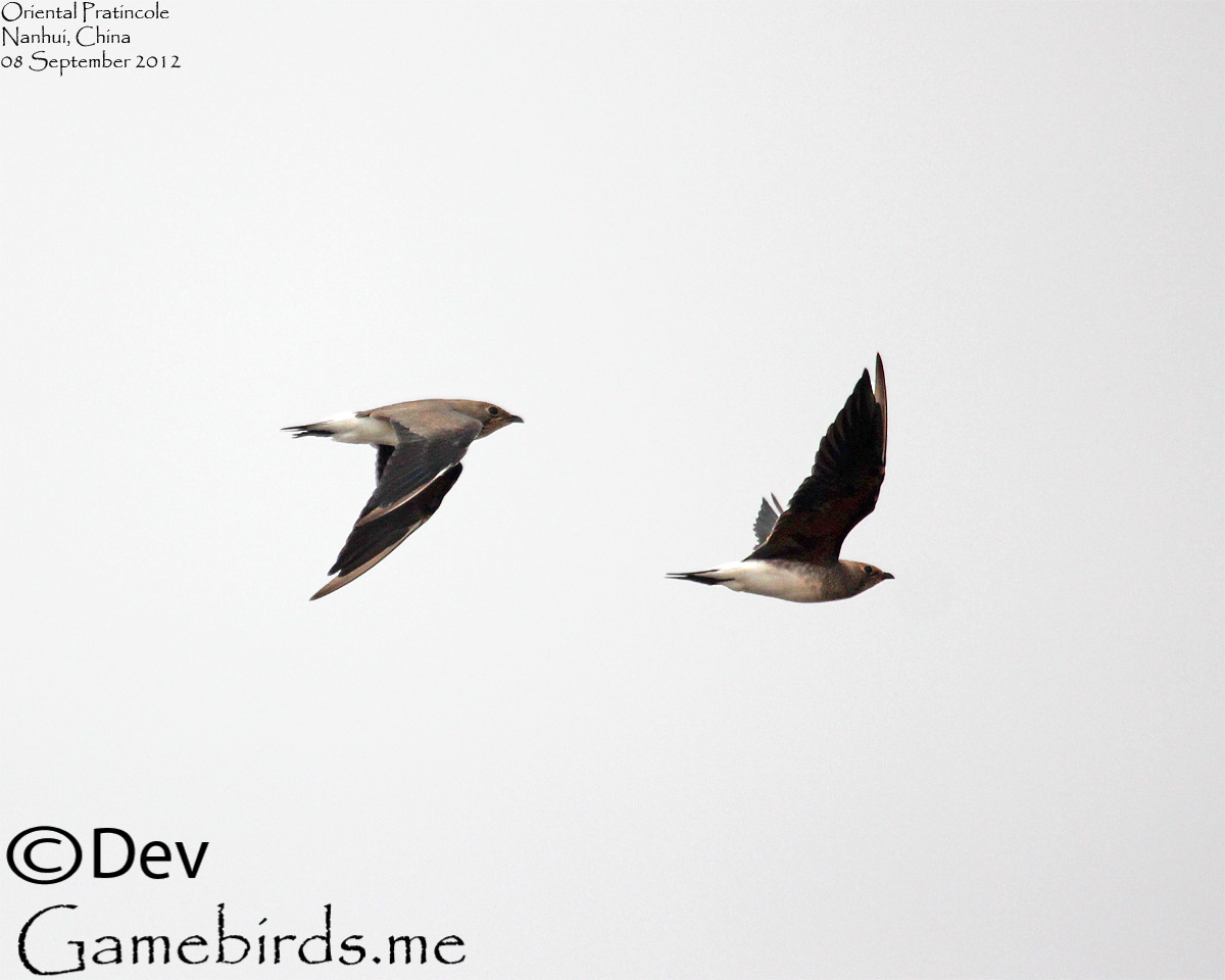 Oriental Pratincole