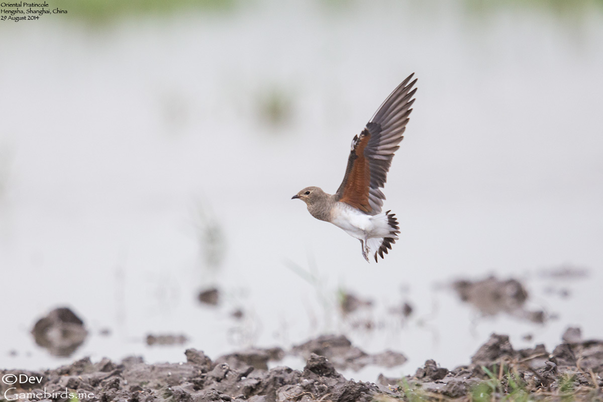 Oriental Pratincole