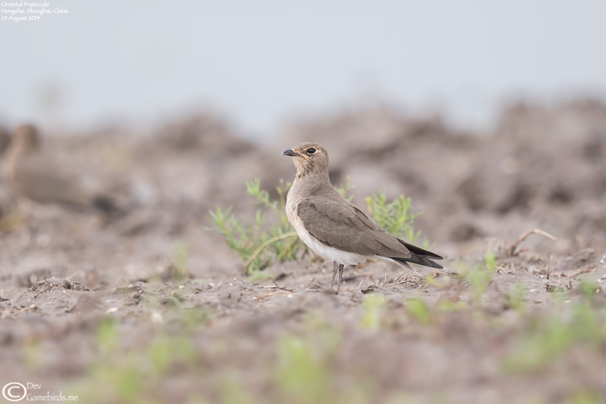 Oriental Pratincole