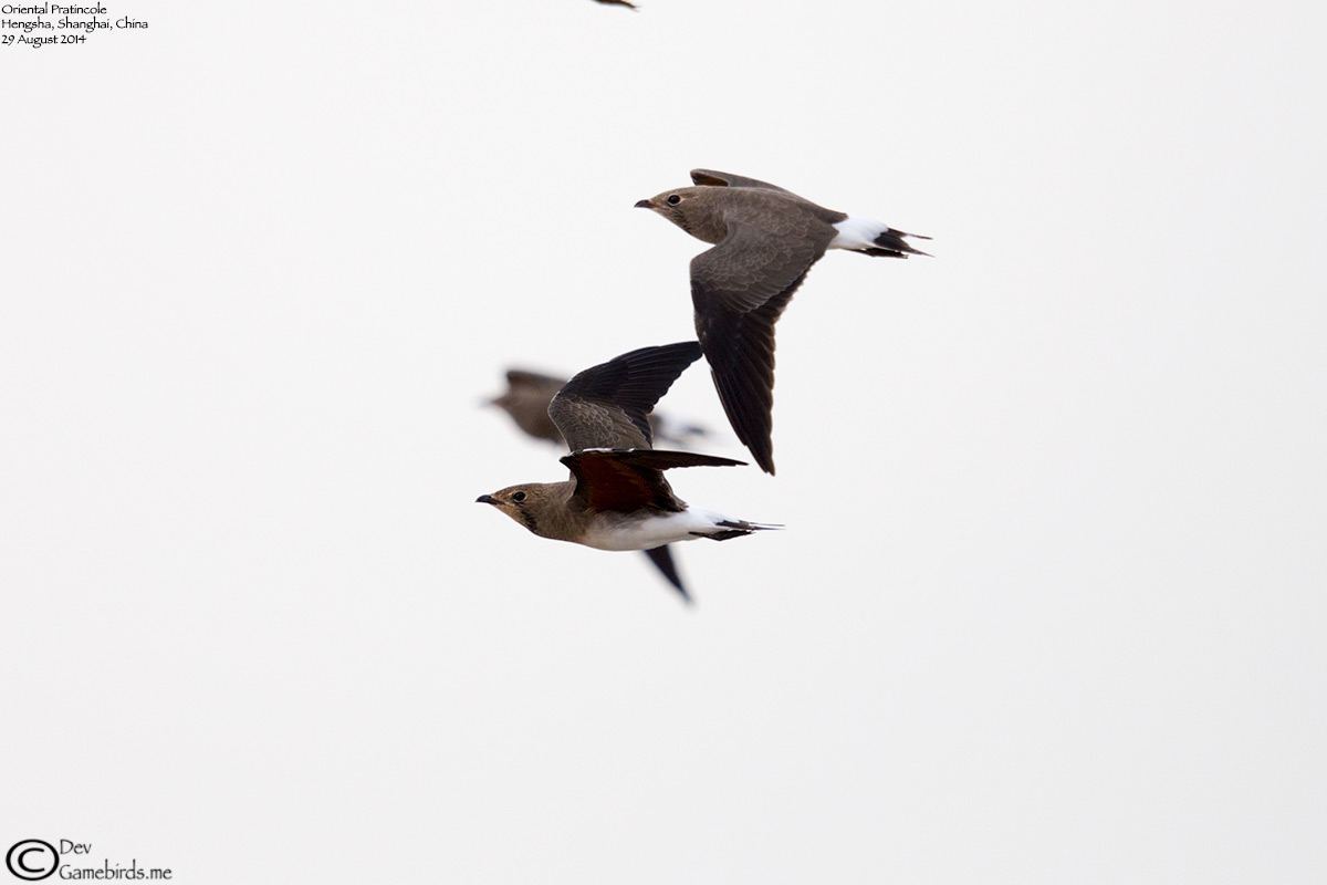 Oriental Pratincole