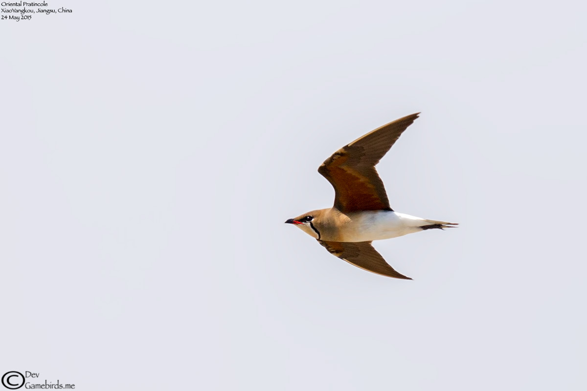 Oriental Pratincole