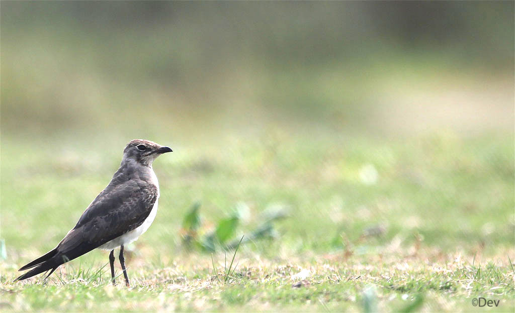 Oriental Pratincole