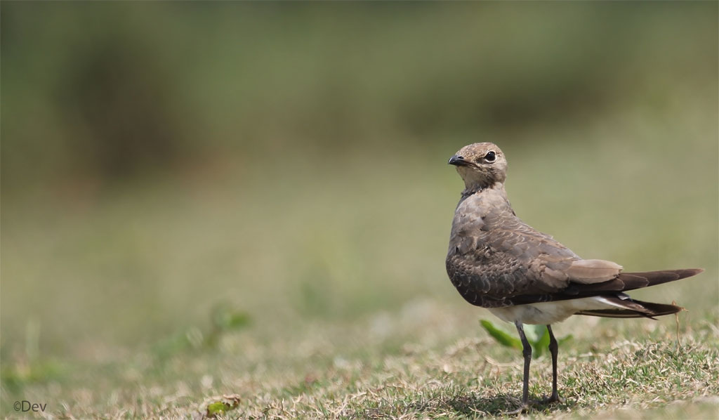 Oriental Pratincole