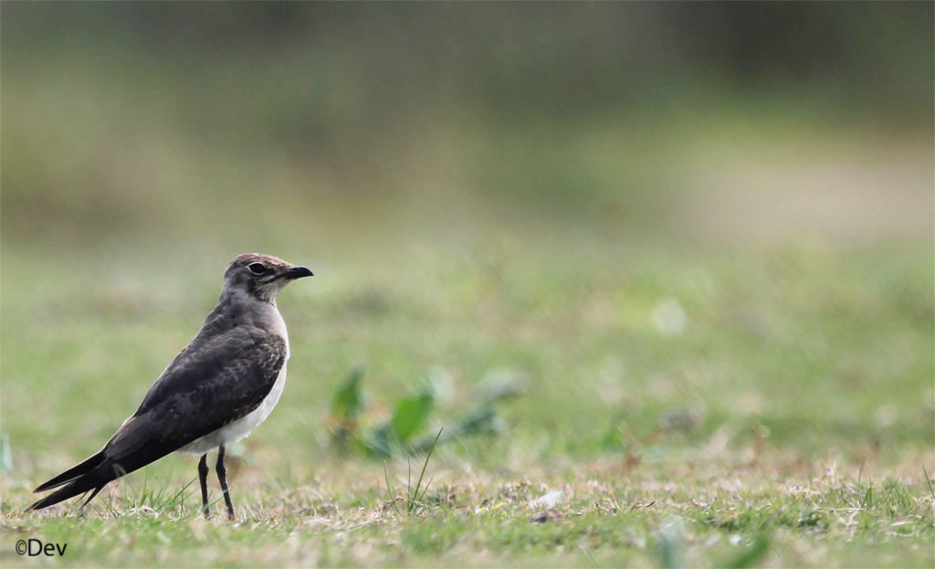 Oriental Pratincole