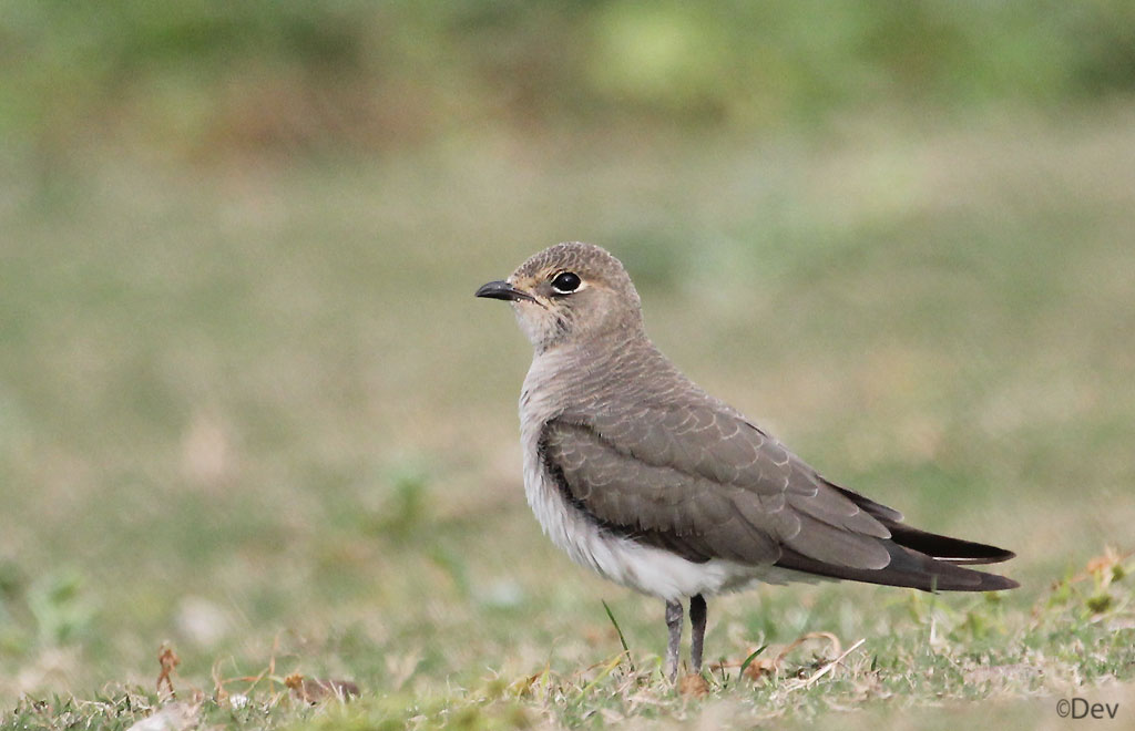 Oriental Pratincole