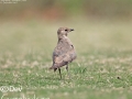 Oriental Pratincole