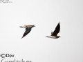 Oriental Pratincole