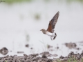 Oriental Pratincole