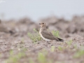 Oriental Pratincole