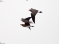 Oriental Pratincole
