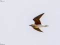 Oriental Pratincole