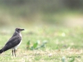 Oriental Pratincole