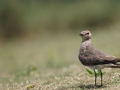 Oriental Pratincole