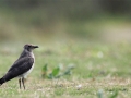 Oriental Pratincole