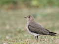 Oriental Pratincole