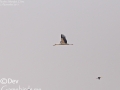 Oriental Stork