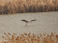 Oriental Stork
