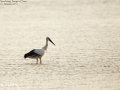 Oriental Stork