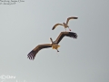 Oriental Stork