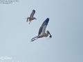 Oriental Stork
