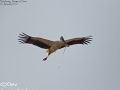 Oriental Stork
