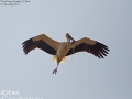 Oriental Stork