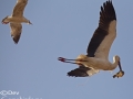 Oriental Stork