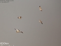 Oriental Stork