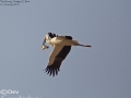 Oriental Stork
