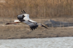 Oriental Stork