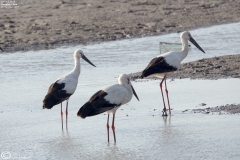Oriental Stork