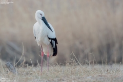 Oriental Stork