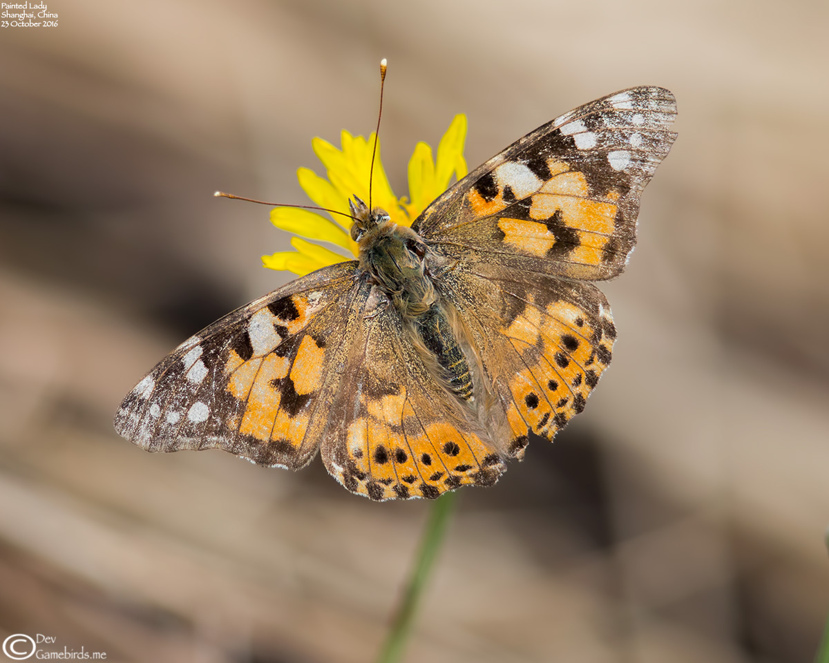 3 Photos<br />Common Name : Painted Lady