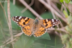 Vanessa cardui