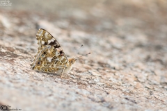 Vanessa cardui